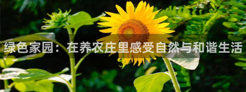 九游会网站是多少