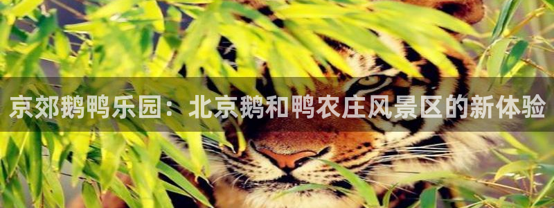 九游会娱乐