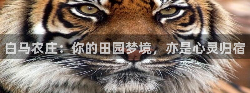 九游会j9是什么意思