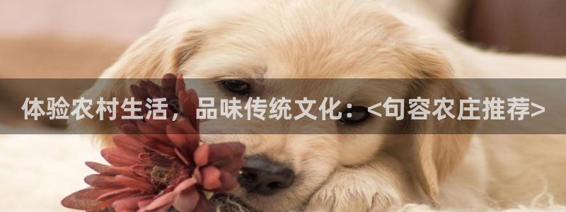 Google 九游会