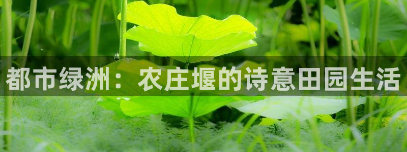 九游会网站赢了